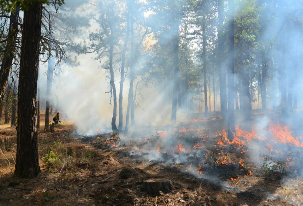 Api dan asap di kawasan hutan sebagai ilustrasi penanganan karhutla