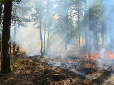 Api dan asap di kawasan hutan sebagai ilustrasi penanganan karhutla