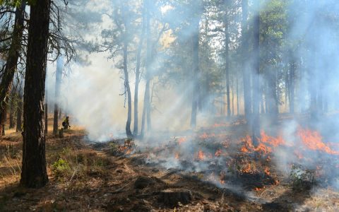 Api dan asap di kawasan hutan sebagai ilustrasi penanganan karhutla