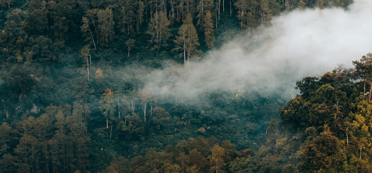 Asap terlihat di atas kawasan hutan yang terdampak kebakaran